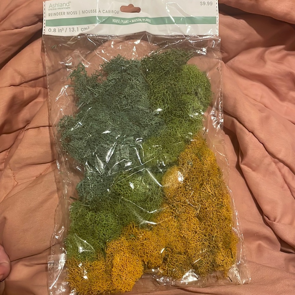 Ashland Reindeer Moss